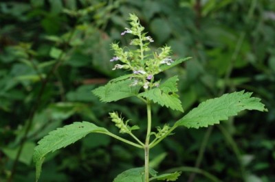 Cây dược liệu cây Cứt ngựa, Hoắc hương núi - Teucrium viscidum Blume