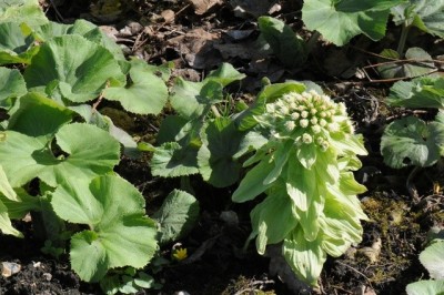Cây dược liệu cây Cúc móng ngựa, Kim tâm - Petasites japonicus (Sieb. et Zuce. F. Schmidt