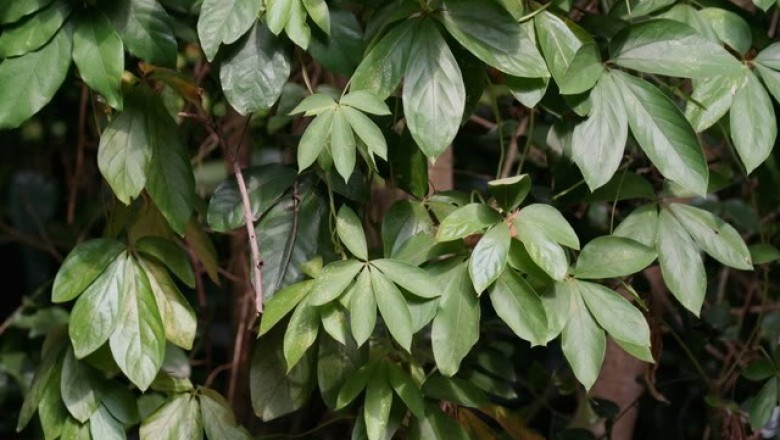 Cây dược liệu cây Củ trâu, Sú vằn, Từ năm lá - Dioscorea pentaphylla L