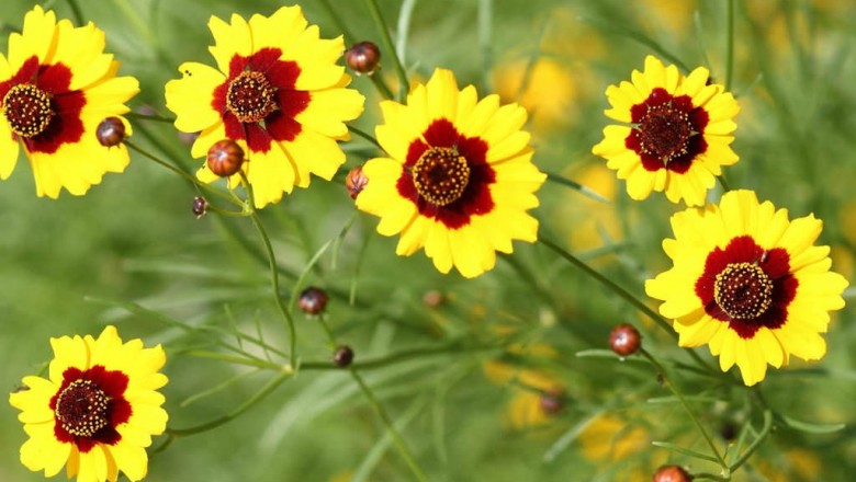 Cây dược liệu cây Cúc nghệ nâu, Duyên cúc - Coreopsis tinctoria Nutt