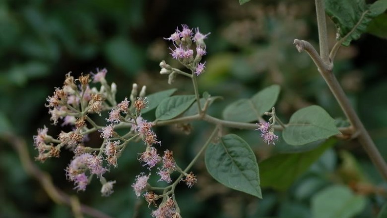 Cây dược liệu cây Cúc lá cà, Cúc hồng leo - Vernonia solanifolia Benth