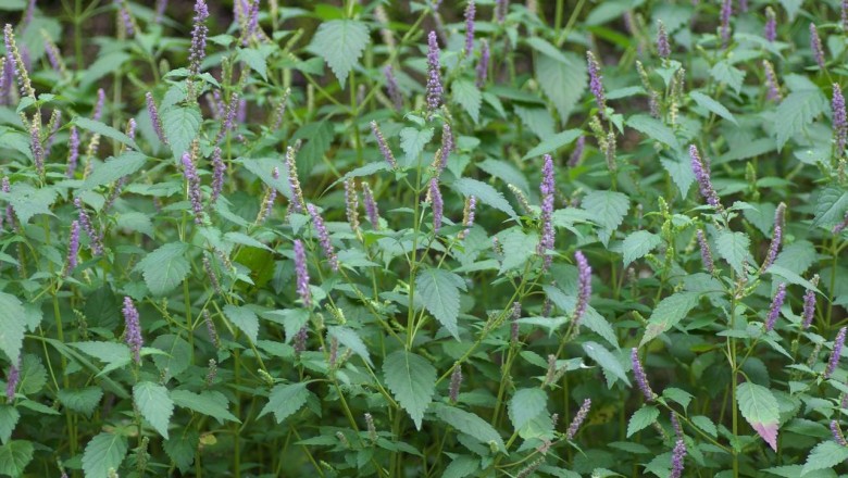 Cây dược liệu cây Kinh giới - Elsholtzia ciliata (Thunb.) Hyland. (E. cristata Willd.)
