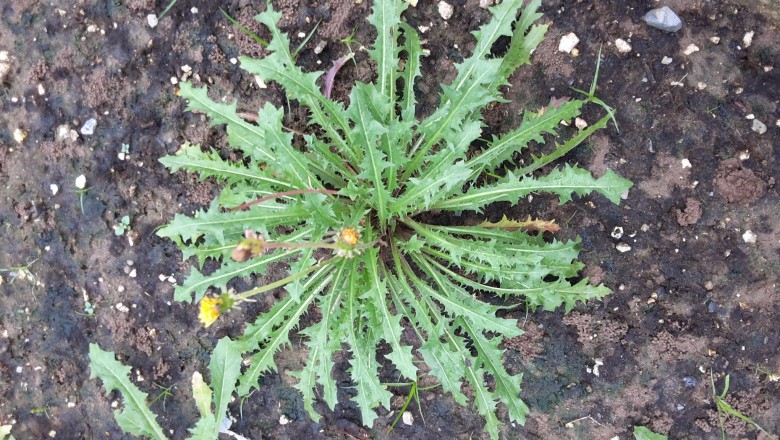 Cây Bồ Công Anh Lùn, Bồ công anh Trung quốc, Sư nha - Taraxacum officinale F. H. Wigg.