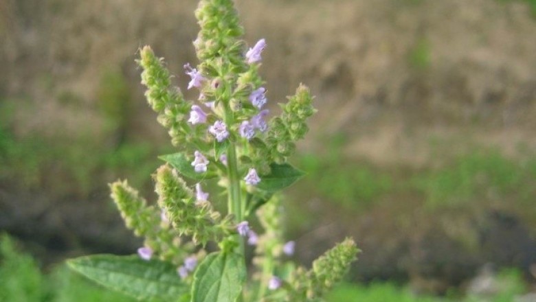 Cây dược liệu cây Kinh giới dại, Tuyết kiến thảo, Lệ chi thảo - Salvia plebeia R. Br