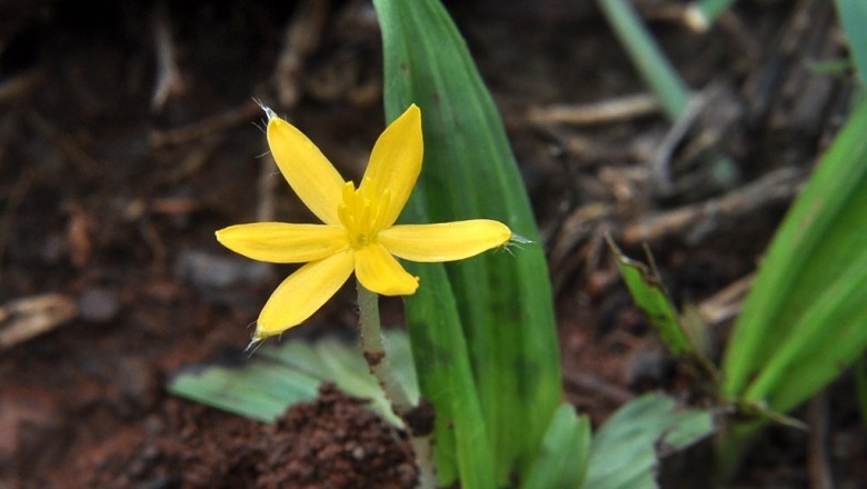 Cây dược liệu cây Sâm cau, Ngải cau, Cồ nốc lan - Curculigo orchioides Gaertn