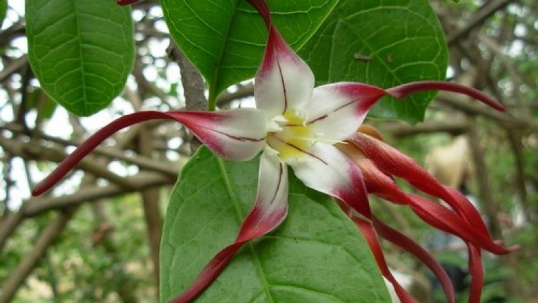 Cây dược liệu cây Sừng trâu, Dây vòi voi, Thuốc bắn đuôi - Strophanthus caudatus (Burm. f. ) Kurz var. giganteus Pit
