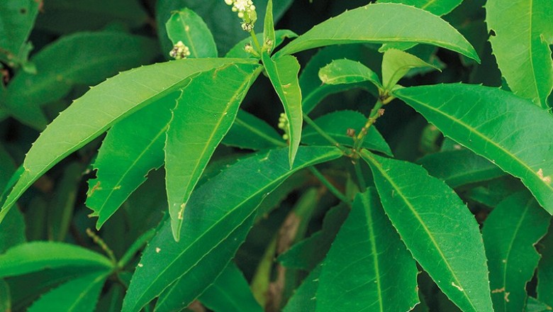 Cây dược liệu cây Cù đèn răng cưa, Ba đậu răng cưa - Croton poilanei Gagnep