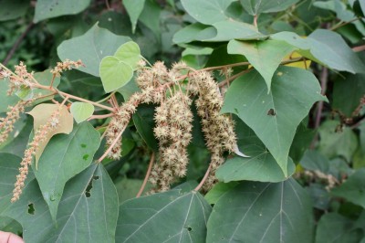 Cây dược liệu cây Bùm bụp nâu, Bông bét - Mallotus paninculatus (Lam.) Muell. - Arg. (M. cochinchinensis Lour.)