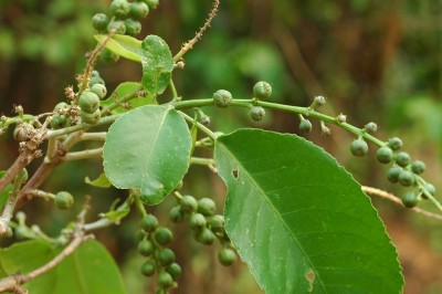 Cây dược liệu cây Cù đèn Roxburgh - Croton roxburghianum Bal