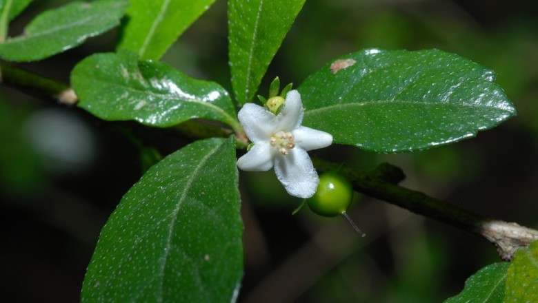 Cây dược liệu cây Bùm sụm, Chùm rụm, Cườm rụng - Carmona microphylla (Lam.). Don (Ehretia buxifolia Roxb.)
