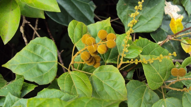Cây dược liệu cây Bùm bụp trườn, Rùm nao dây - Mollotus repandus (Willd.) Muell - Arg