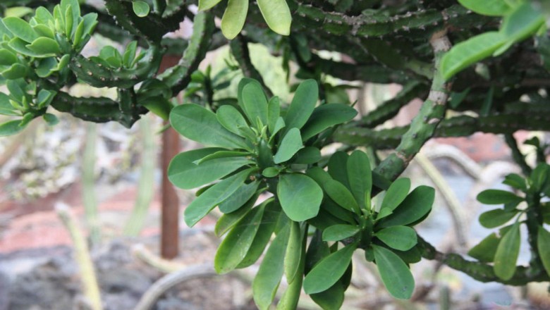 Cây dược liệu cây Xương rồng ngọc lân, Xương rồng rào, Xương rồng ta - Euphorbia neriifolia L