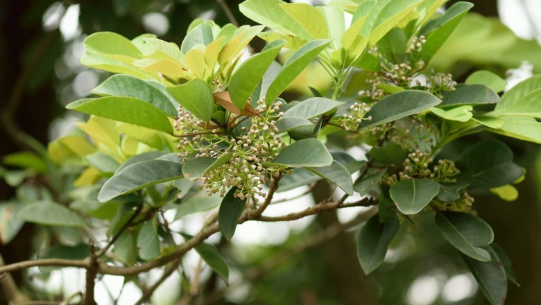 Cây dược liệu cây Vai, Vai trắng, Vai dài, Nhà can - Daphniphyllum calycinum Benth