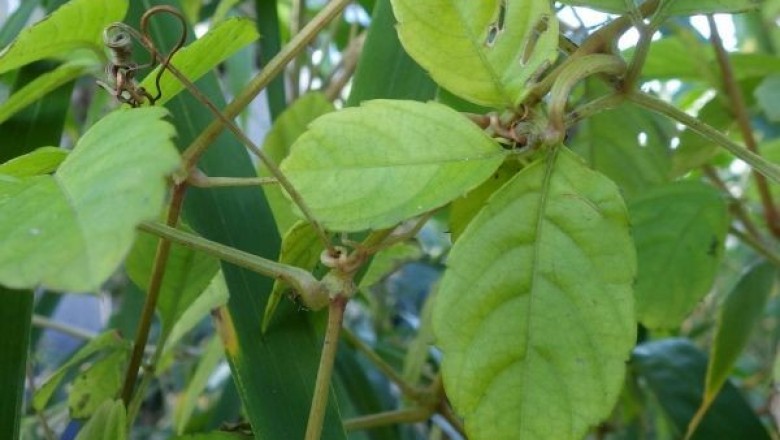 Cây dược liệu cây Vác lá nhỏ, Dây sàn sạt, Nho dại - Cayratia tenuifolia (Wight et Arn.) Gagnep