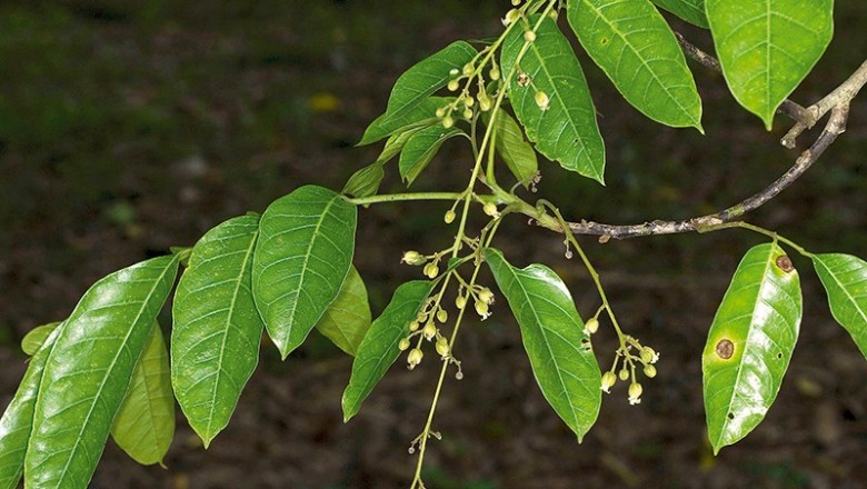 Cây dược liệu cây Xơ, Trường cụp - Harpullia cupanioides Roxb