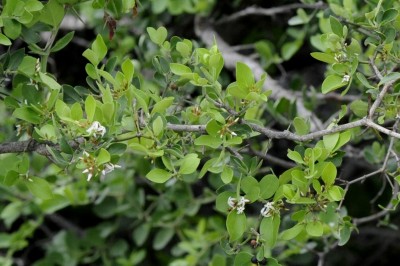 Cây dược liệu cây Xirô Nam - Carissa cochinchinensis Pierre,