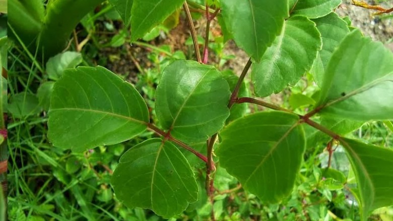 Cây dược liệu cây Vác, dây vác, Dây sạt - Cayratia trifolia (L.) Domino (C. carnosa (Wall.) Gagnep.)