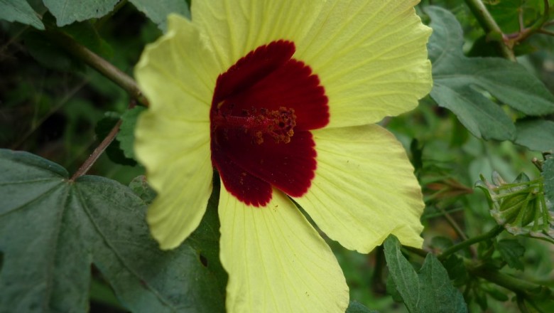 Cây dược liệu cây Xương chua, Bụp xước - Hibiscus surattensis L