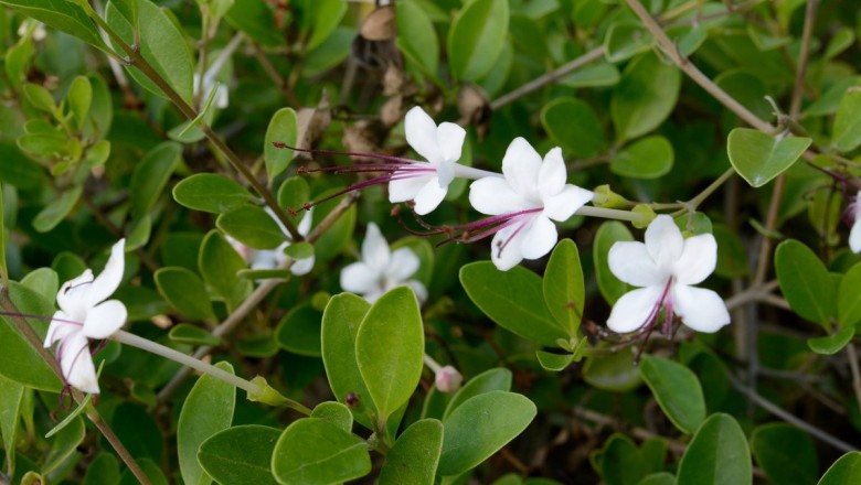 Cây dược liệu cây Vạng hôi, Chùm gọng, Ngọc nữ biển - Clerodendrum inerme (L.) Gaertn.