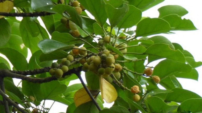 Cây dược liệu cây Vạng trứng, Vạng còng - Endospermum chinense Benth