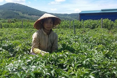 Trồng cây đương quy: Thu nhập khủng 