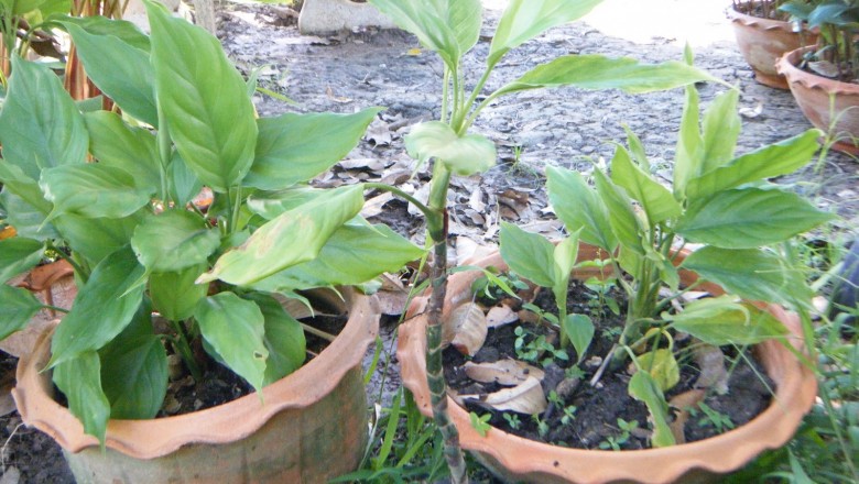 Cây dược liệu cây Vạn niên thanh chân mảnh, Minh ty chân mảnh - Aglaonema tenuipes Engl. (A. pierreanum Engl.)