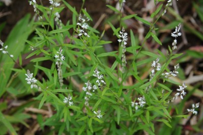 Cây dược liệu cây Viễn chí lá nhỏ, Cây dầu nóng - Polygala paniculata L