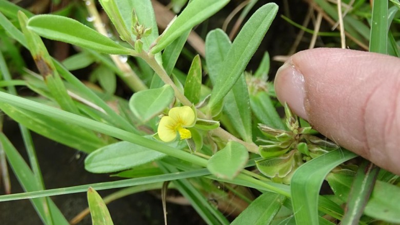 Cây dược liệu cây Viễn chí hoa nhỏ, Kích nhũ đồng - Polygala arvensis Willd