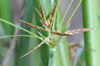 Cây dược liệu cây U du có đốt, Cói đốt - Cyperus articulatus L