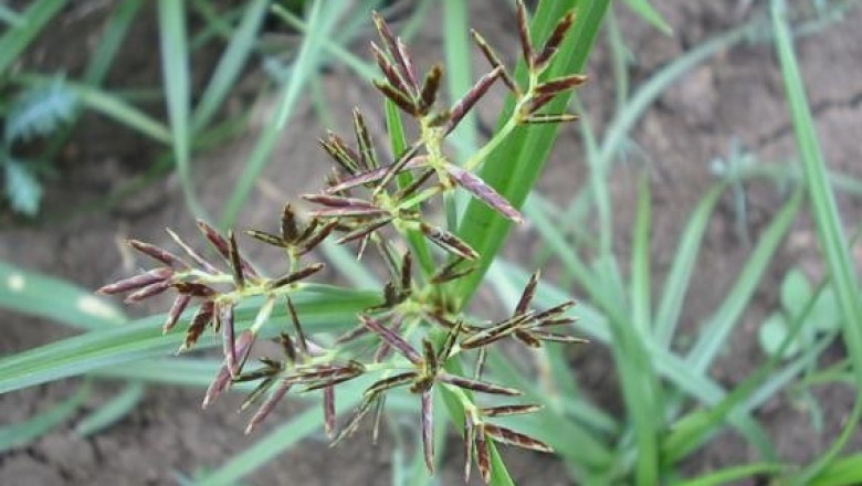 Cây dược liệu cây U du mũi, Cói mũi cong, Cú mũi - Cyperus cuspidatus Humb. et Kunth
