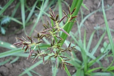 Cây dược liệu cây U du mũi, Cói mũi cong, Cú mũi - Cyperus cuspidatus Humb. et Kunth