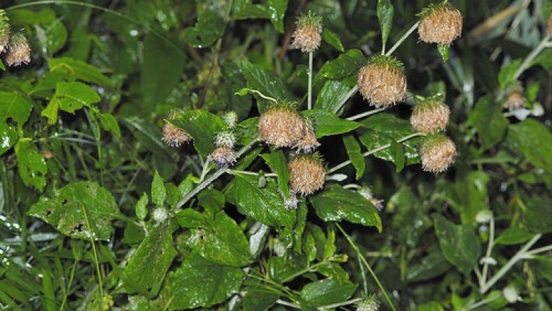 Cây dược liệu cây Uy linh tiên lá lông, Phong mao cúc lá ba góc - Saussurea deltoidea (DC.) C. B. Clarke