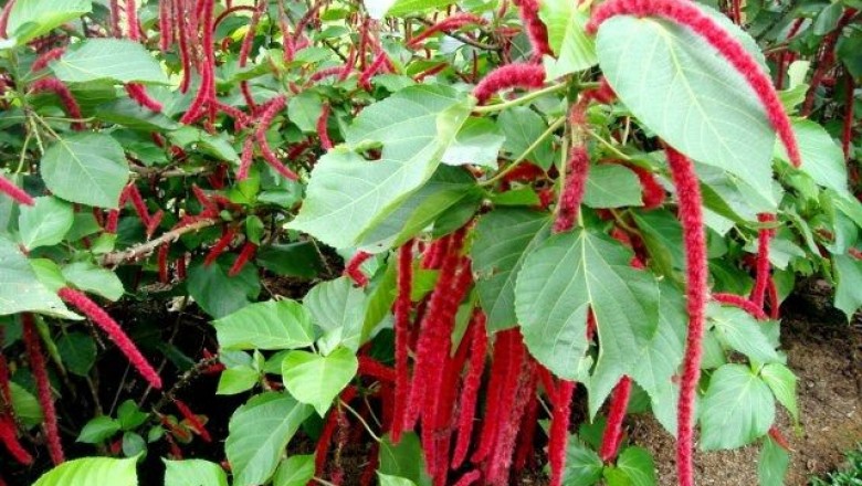 Cây dược liệu cây Tai tượng đuôi chồn - Acalypha hispida Burm. f