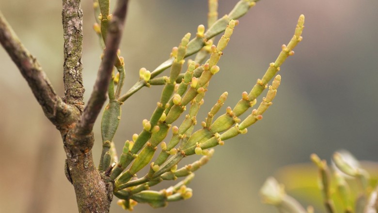 Cây dược liệu cây Tầm gửi cây dẻ, Cầu thăng, Cốt tân - Korthalsella japonica (Thunb.) Engl. (K. opantia (Thunb.) Merr., Viscum japonicum Thunb.)