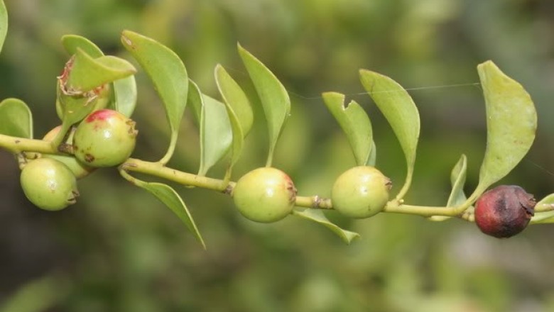 Cây dược liệu cây Tầm gửi dây, Thượng mộc bụi, Ký sinh đằng - Dendrotrophe frutescens (Benth.) Danser (Henslowia frutescens Benth., Dufrenoya frutescens (Benth.) Stanffer)
