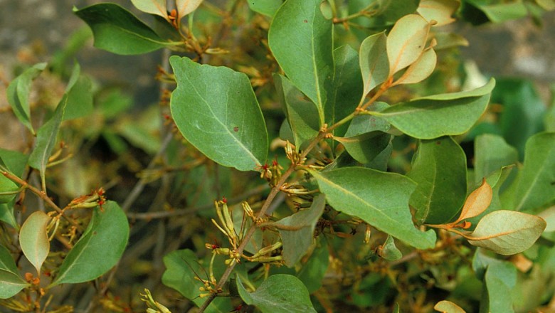 Cây dược liệu cây Tầm gửi sét, Mộc vệ sét - Scurrula ferruginea (Jack) Danser, (Taxillus ferrugineus (Jack) Ban)