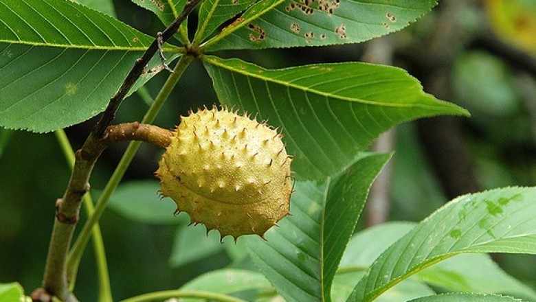 Cây dược liệu cây Tần lá có mũi, Khổ lịch bạch lạp thụ - Fraxinus rhynchophylla Hance