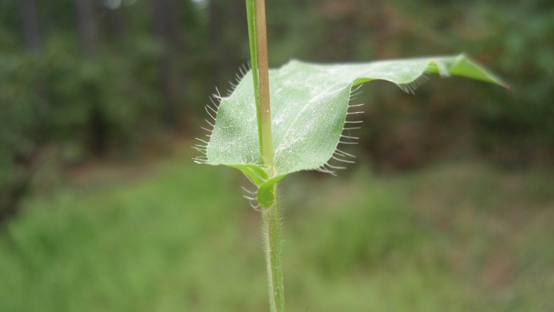 Cây dược liệu cây Tận thảo, Tiết trục phún, Cây cỏ vang. Cỏ trục đốt - Arthraxon hispidus (Thunb.) Makino (Phalaris hispidus Thunb., A. ciliaris P. Beauv.)