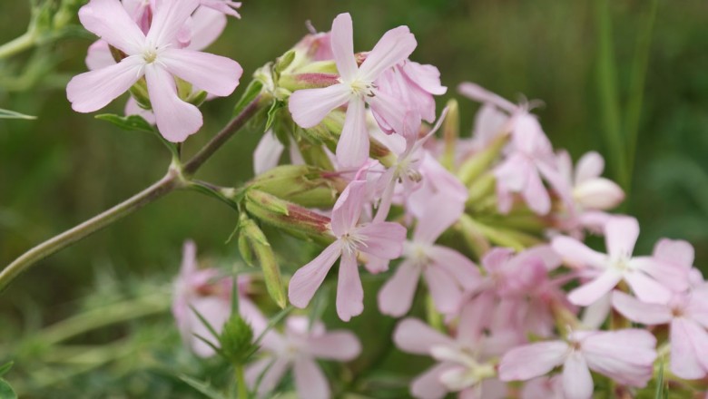 Cây dược liệu cây Tạo phì thảo - Saponaria officinalis L
