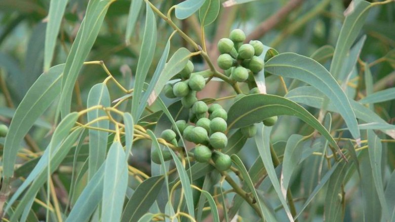 Cây dược liệu cây Bạch đàn trắng - Eucalyptus camaldulensis Dehnhart
