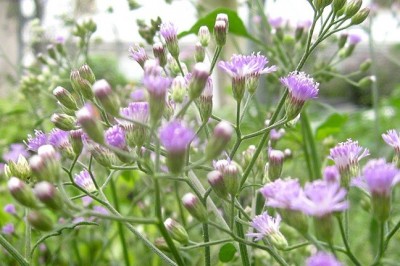 Cây dược liệu cây Bạch đầu ông. Nụ áo hoa tím, Bạc đầu nâu - Vernonia cinerea (L.) Less