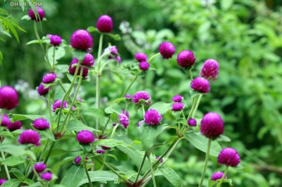 Cây dược liệu cây Bách nhật, Cúc bách nhật hay Bông nở ngày - Gomphrena globosa l