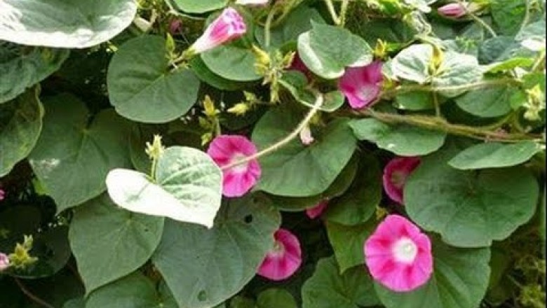 Cây dược liệu cây Bạc thau hoa đầu, Thảo bạc đầu - Argyreia capitata (Vahl) Choisy