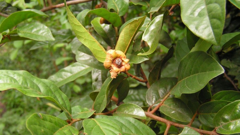 Cây dược liệu Bù dẻ lá lớn, Nam kỳ hương, Dất lông - Uvaria cordata (Dunal) Wall. ex Alston (U. macrophylla Roxb.)