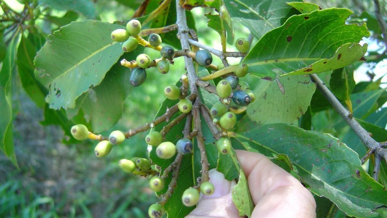 Cây dược liệu cây Bời lời nhớt, Bời lời dầu - Litsea glutinosa (Lour.) C.B. Rob
