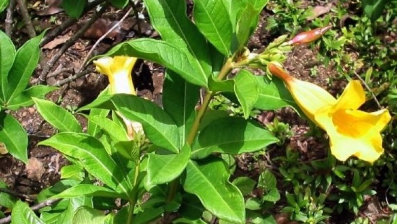 Cây dược liệu cây Bông vàng lá hẹp, Huỳnh anh lá hẹp - Allamanda neriifolia Hook