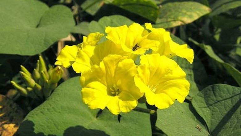 Cây dược liệu cây Bìm bìm, Bìm bìm đất - Merremia bimbim (Gagnep.) van Ooststr. (lpomoea bimbim Gagnep.)