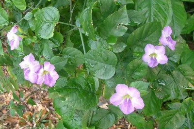 Cây dược liệu cây Biến hoa sông Hằng, Thập vạn thác - Asystasia gangetica (L.) T. Anderson (A.conromandeliana Nees)