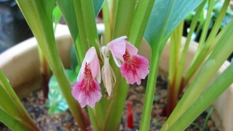Cây dược liệu cây Bồng nga truật, Lưỡi cọp, Củ ngải - Boesenbergia rotunda (L.) Mansf. (Curcuma rotunda L.)