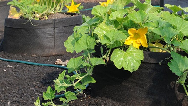 Cây dược liệu cây Bí thơm, Bí ngô - Cucurbita moschata (Duch. ex Lam.) Duch ex Poir